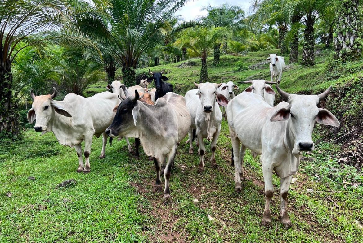 PROFITABLE INCOME – GENERATING FARM NEAR QUEPOS – 108 ACRES