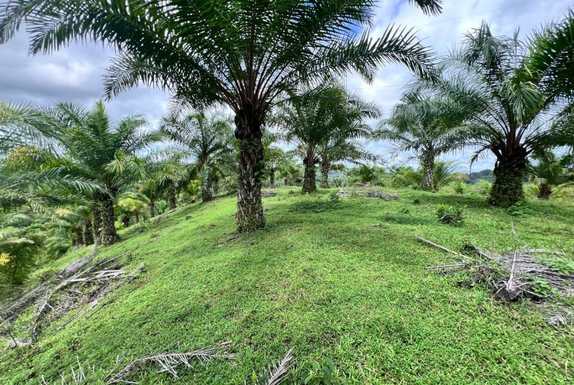 PROFITABLE INCOME – GENERATING FARM NEAR QUEPOS – 108 ACRES
