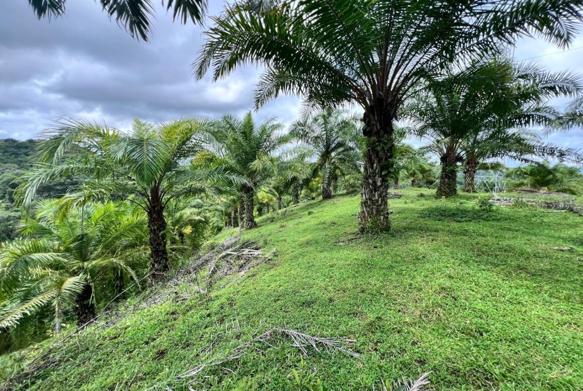 PROFITABLE INCOME – GENERATING FARM NEAR QUEPOS – 108 ACRES