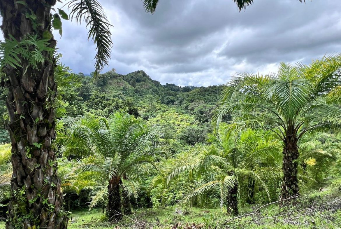 PROFITABLE INCOME – GENERATING FARM NEAR QUEPOS – 108 ACRES