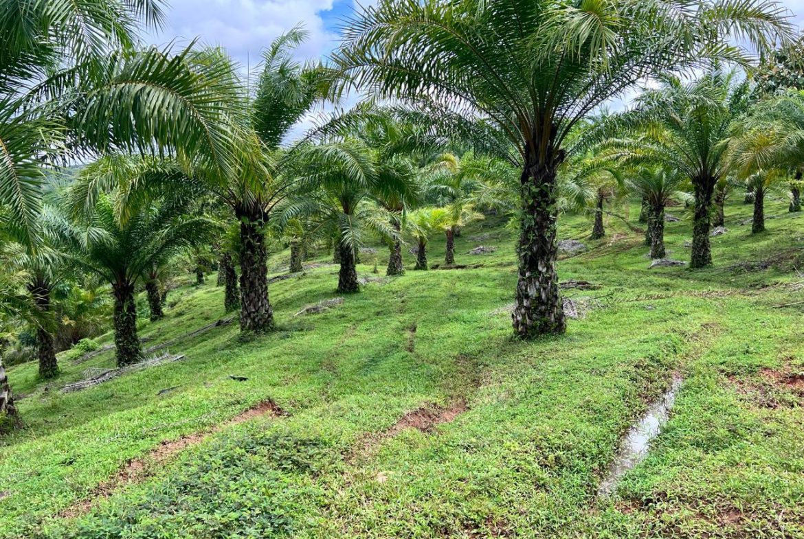 PROFITABLE INCOME – GENERATING FARM NEAR QUEPOS – 108 ACRES