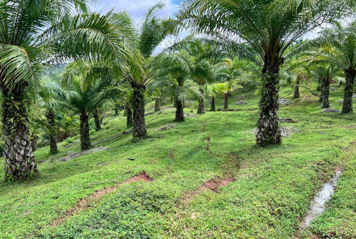 PROFITABLE INCOME – GENERATING FARM NEAR QUEPOS – 108 ACRES