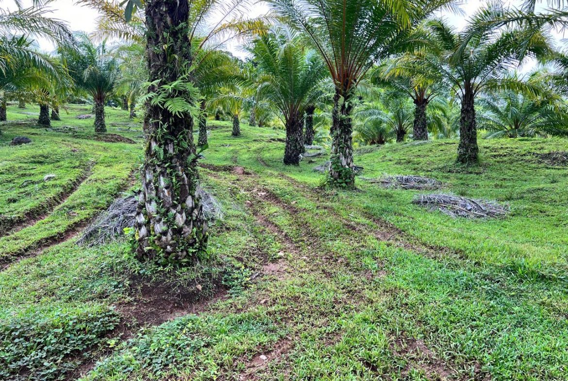 PROFITABLE INCOME – GENERATING FARM NEAR QUEPOS – 108 ACRES