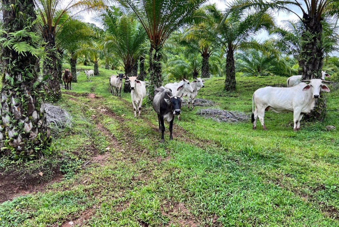 PROFITABLE INCOME – GENERATING FARM NEAR QUEPOS – 108 ACRES