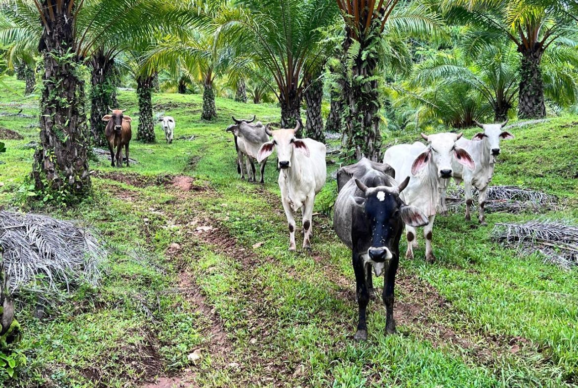 PROFITABLE INCOME – GENERATING FARM NEAR QUEPOS – 108 ACRES
