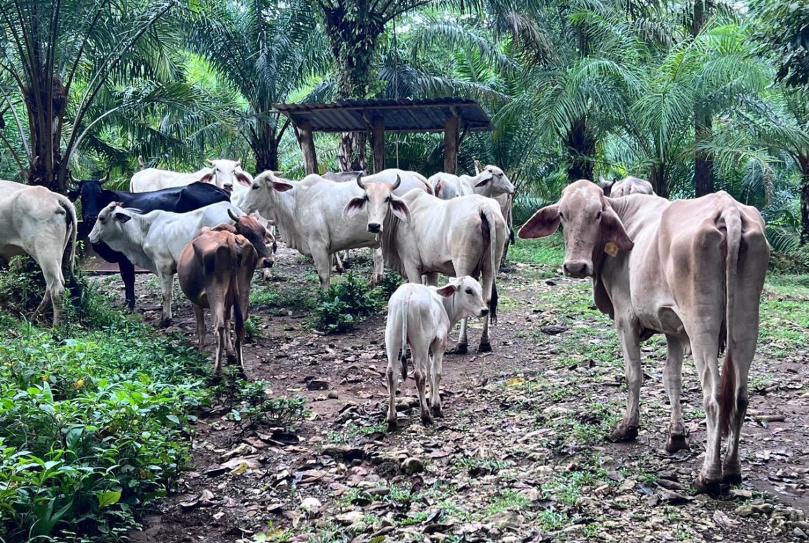 PROFITABLE INCOME – GENERATING FARM NEAR QUEPOS – 108 ACRES