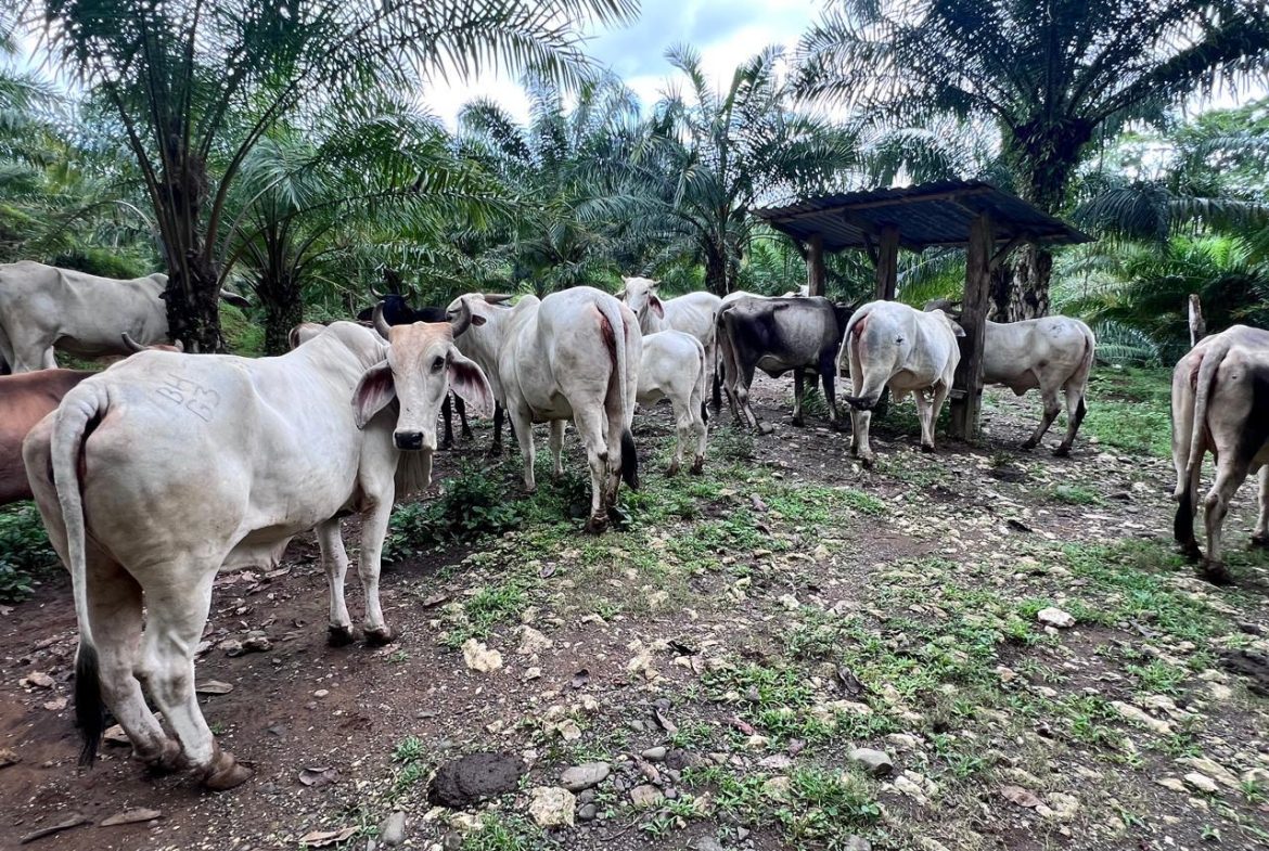 PROFITABLE INCOME – GENERATING FARM NEAR QUEPOS – 108 ACRES