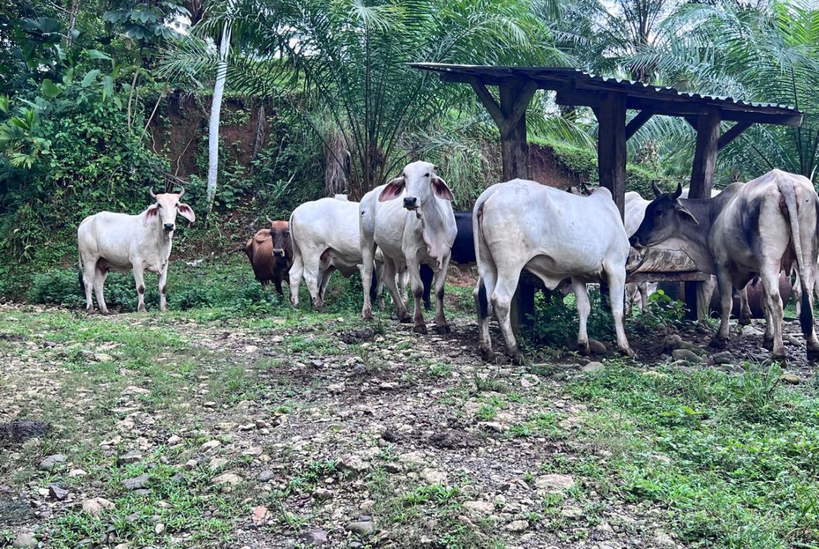 PROFITABLE INCOME – GENERATING FARM NEAR QUEPOS – 108 ACRES