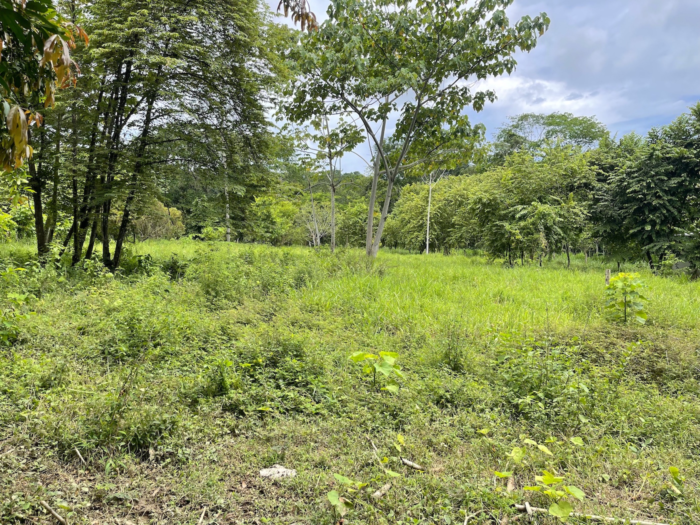 COMMERCIAL PROPERTY WITH AGRICULTURAL LAND IN UVITA – 10.67 Acres