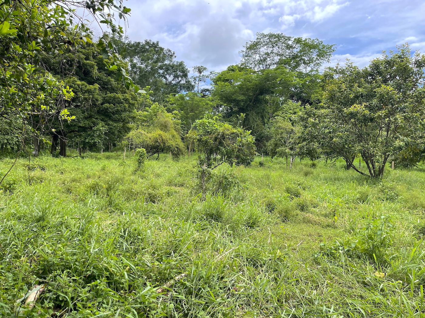 COMMERCIAL PROPERTY WITH AGRICULTURAL LAND IN UVITA – 10.67 Acres