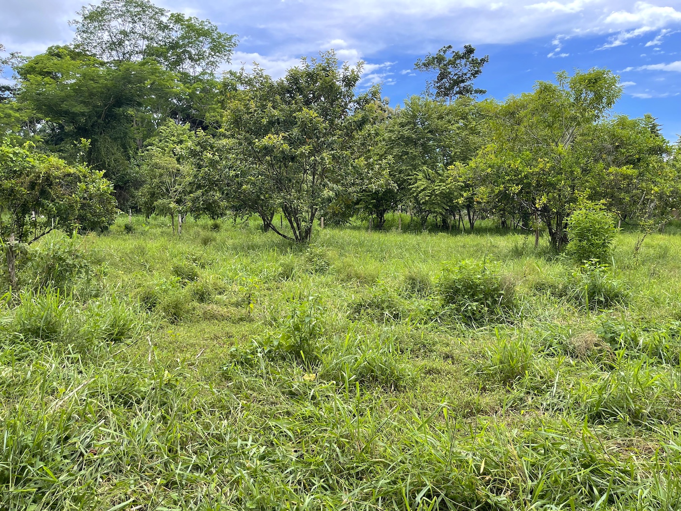 COMMERCIAL PROPERTY WITH AGRICULTURAL LAND IN UVITA – 10.67 Acres