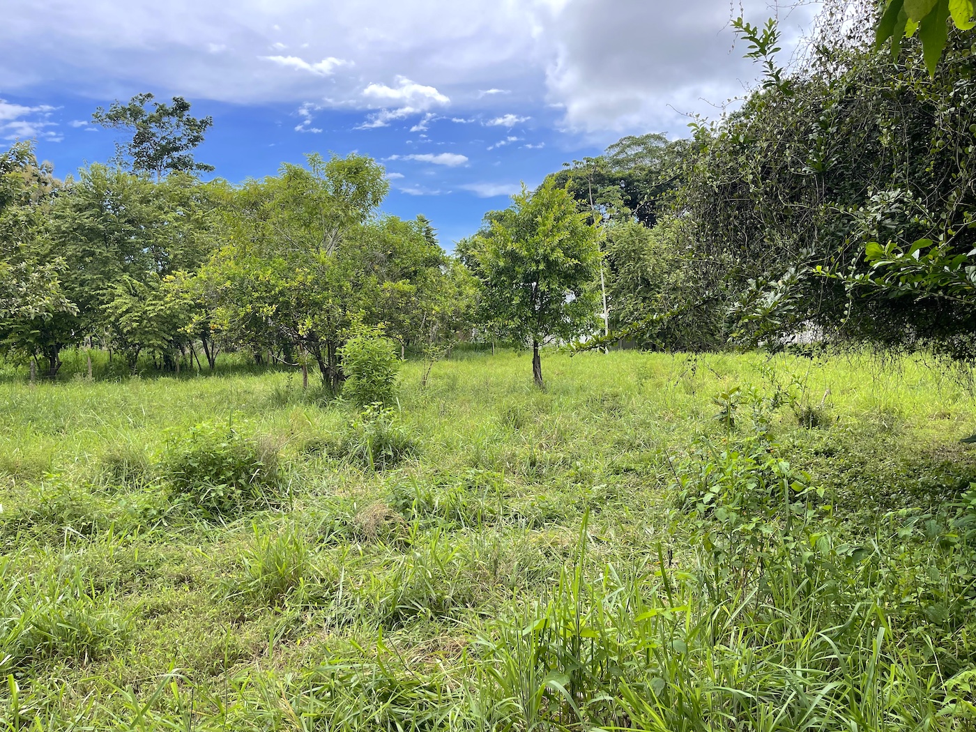 COMMERCIAL PROPERTY WITH AGRICULTURAL LAND IN UVITA – 10.67 Acres