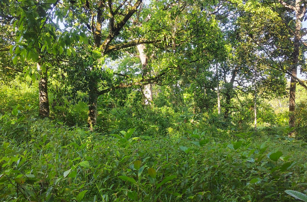 EXCEPTIONAL PROPERTY IN LA LINDA DE GENERAL VIEJO – A DEVELOPER’S DREAM WITH NATURAL SPLENDOR AND PRIME LOCATION – 25 acres