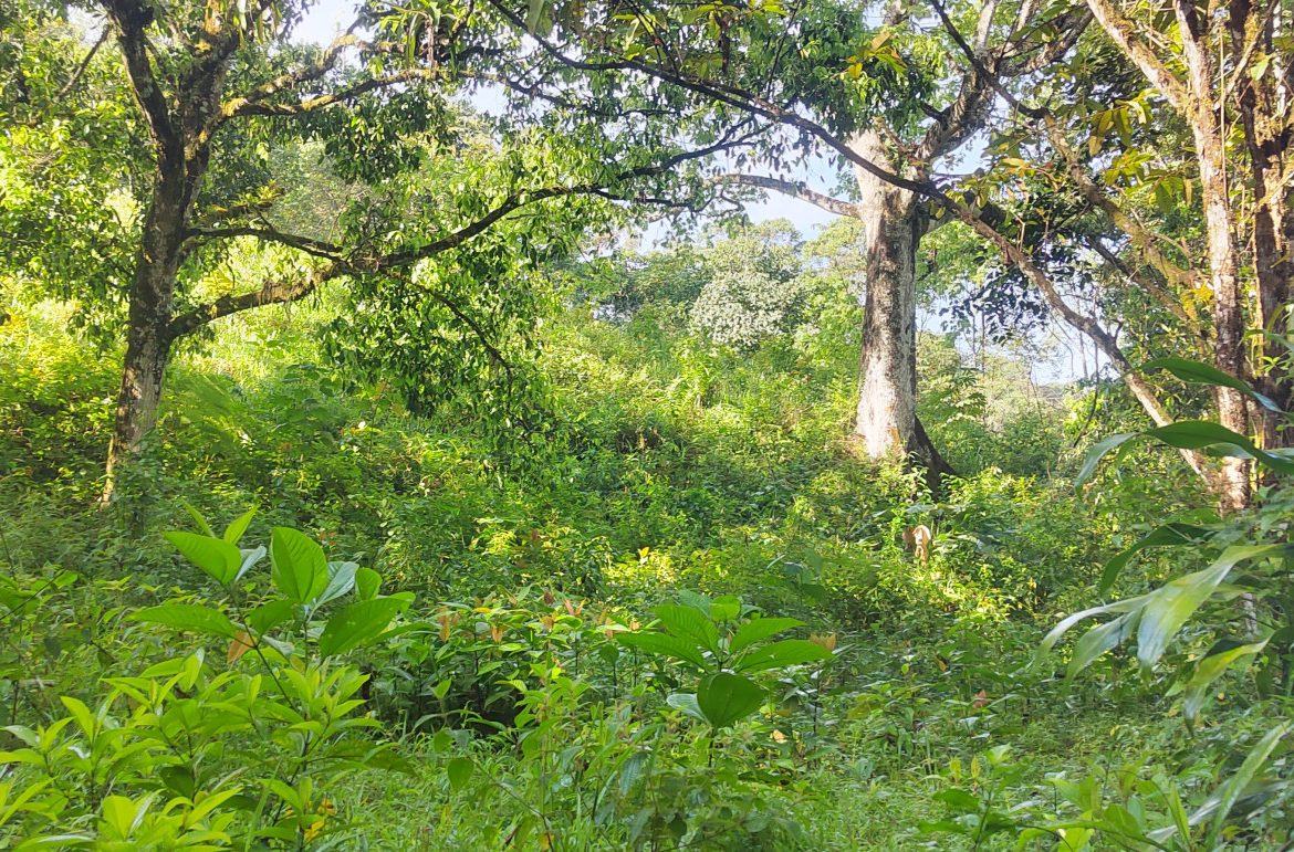EXCEPTIONAL PROPERTY IN LA LINDA DE GENERAL VIEJO – A DEVELOPER’S DREAM WITH NATURAL SPLENDOR AND PRIME LOCATION – 25 acres