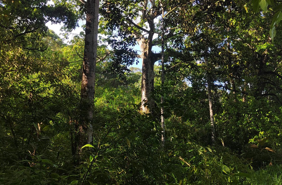 EXCEPTIONAL PROPERTY IN LA LINDA DE GENERAL VIEJO – A DEVELOPER’S DREAM WITH NATURAL SPLENDOR AND PRIME LOCATION – 25 acres
