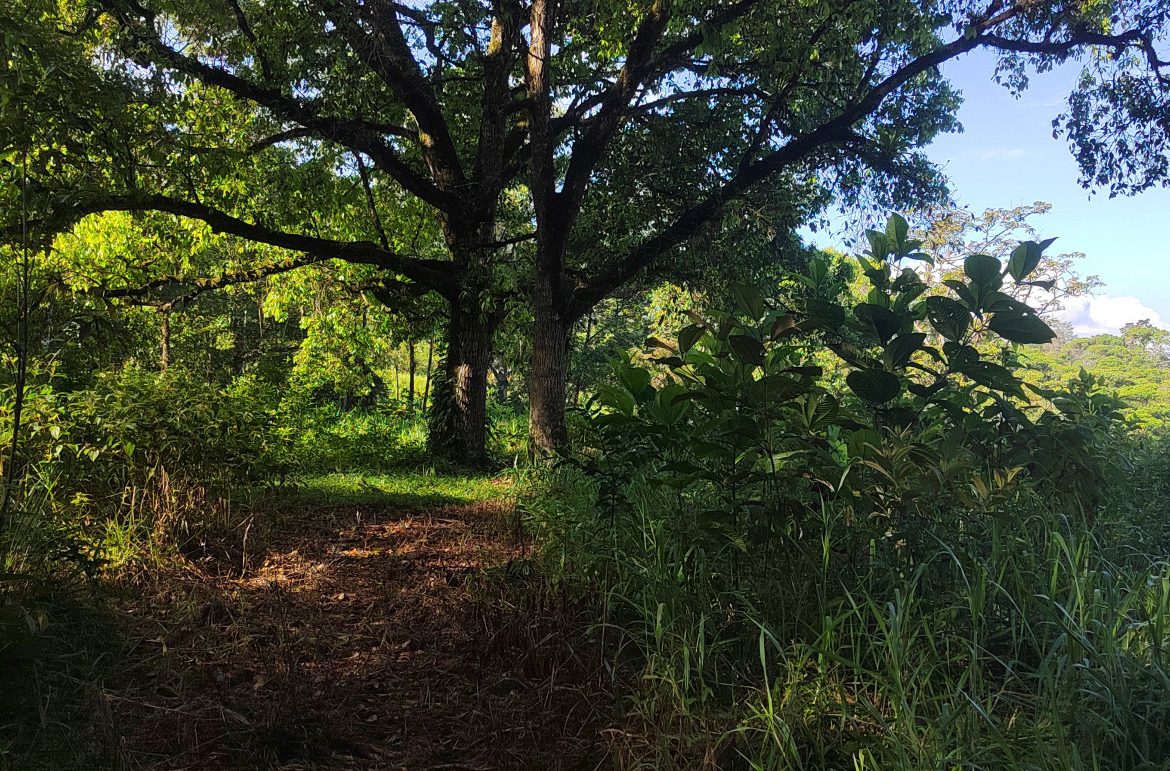 EXCEPTIONAL PROPERTY IN LA LINDA DE GENERAL VIEJO – A DEVELOPER’S DREAM WITH NATURAL SPLENDOR AND PRIME LOCATION – 25 acres