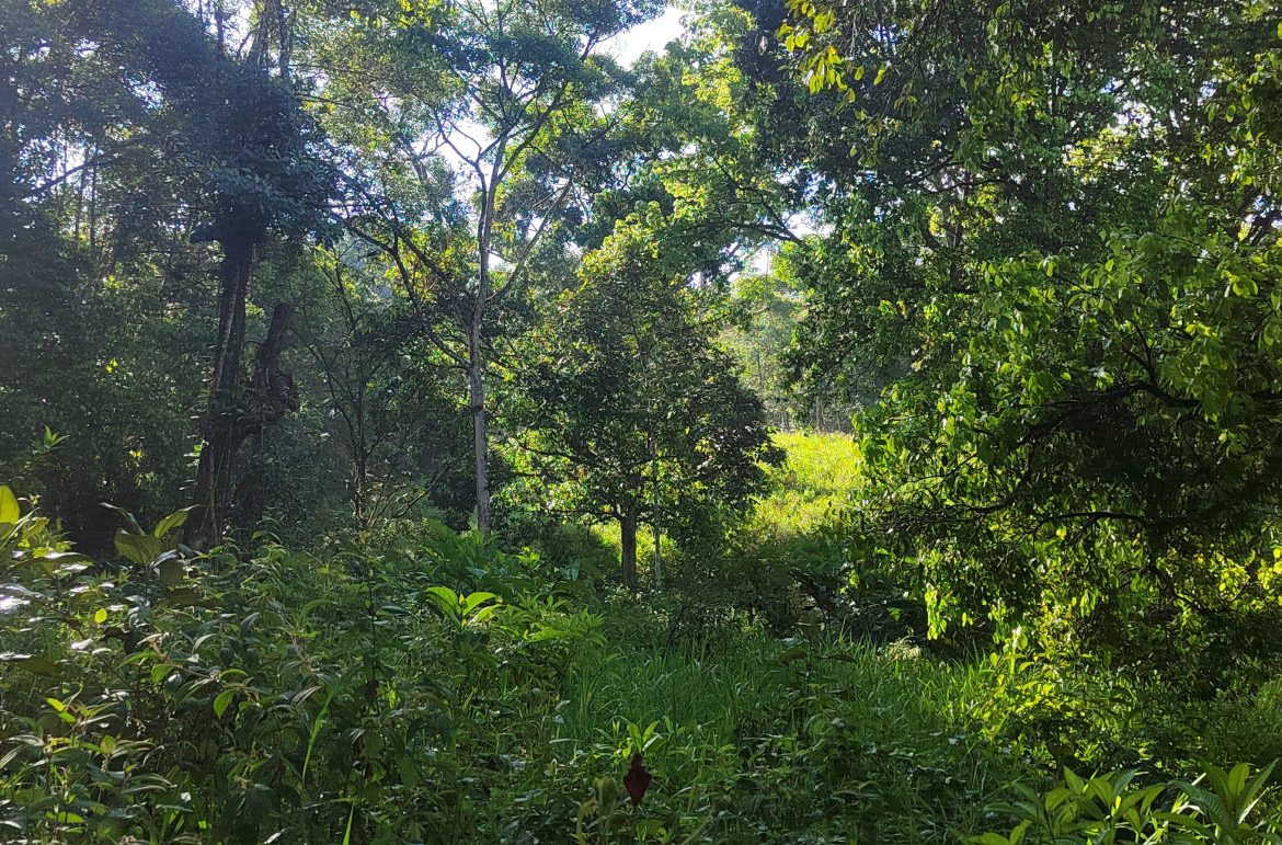 EXCEPTIONAL PROPERTY IN LA LINDA DE GENERAL VIEJO – A DEVELOPER’S DREAM WITH NATURAL SPLENDOR AND PRIME LOCATION – 25 acres