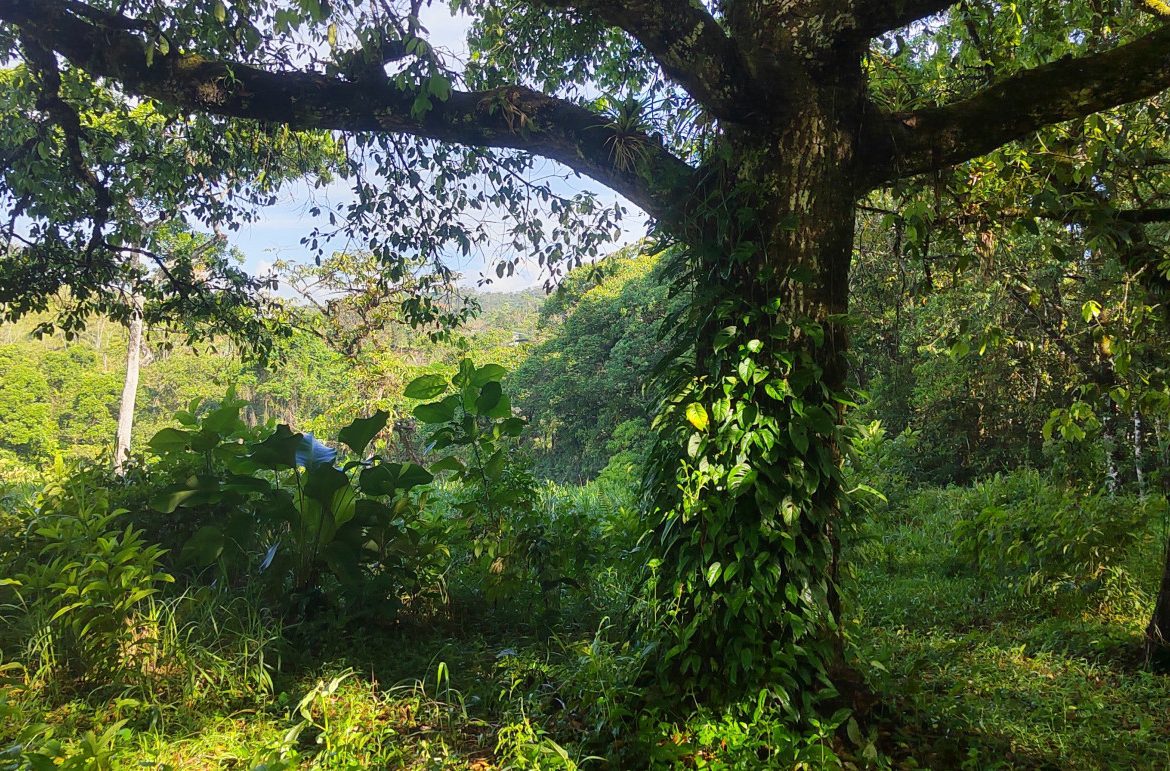 EXCEPTIONAL PROPERTY IN LA LINDA DE GENERAL VIEJO – A DEVELOPER’S DREAM WITH NATURAL SPLENDOR AND PRIME LOCATION – 25 acres
