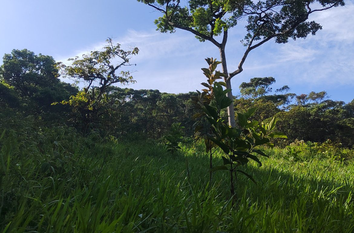 EXCEPTIONAL PROPERTY IN LA LINDA DE GENERAL VIEJO – A DEVELOPER’S DREAM WITH NATURAL SPLENDOR AND PRIME LOCATION – 25 acres