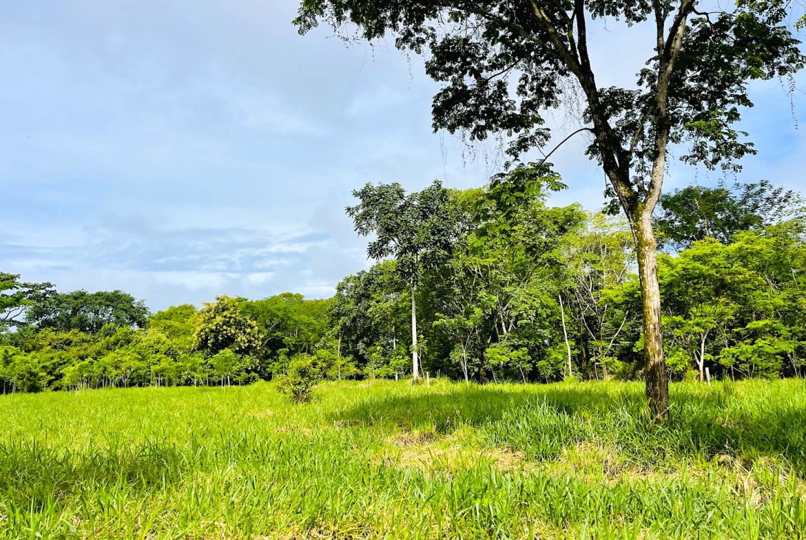 COMMERCIAL PROPERTY WITH AGRICULTURAL LAND IN UVITA – 10.67 Acres