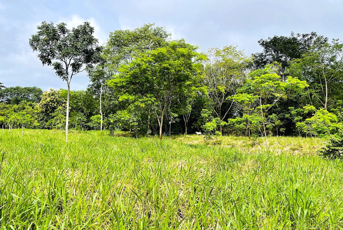 COMMERCIAL PROPERTY WITH AGRICULTURAL LAND IN UVITA – 10.67 Acres