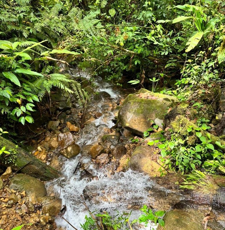 OFF-GRID: NATURE LOVERS ESTATE IN FATIMA DE SAN PEDRO – 90 ACRES
