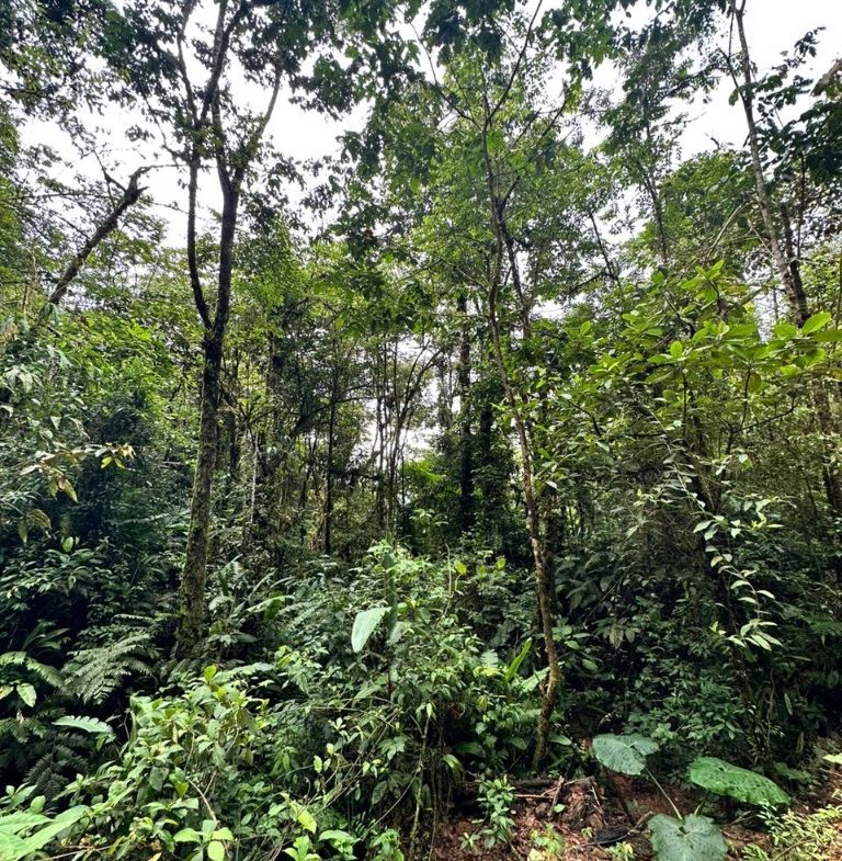 OFF-GRID: NATURE LOVERS ESTATE IN FATIMA DE SAN PEDRO – 90 ACRES