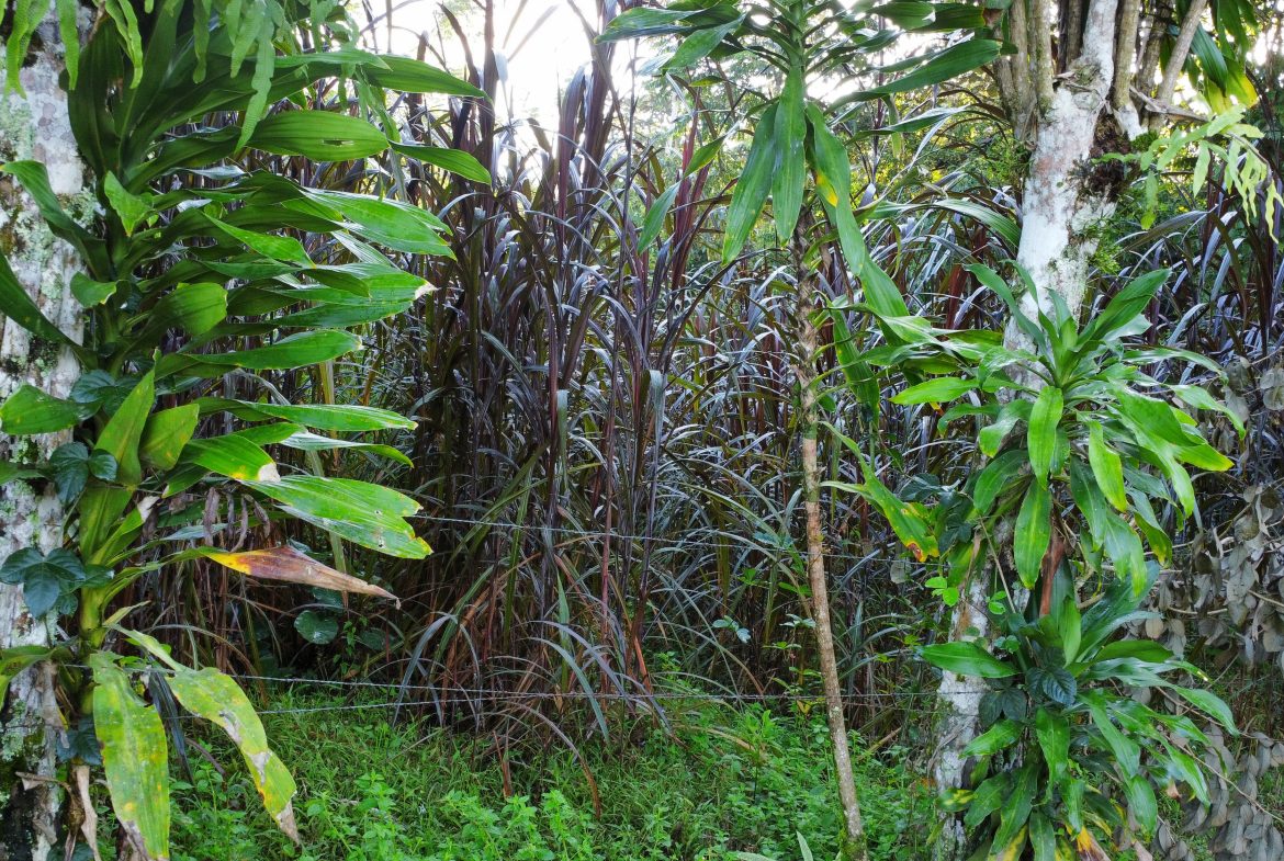 EXCEPTIONAL PROPERTY IN LA LINDA DE GENERAL VIEJO – A DEVELOPER’S DREAM WITH NATURAL SPLENDOR AND PRIME LOCATION – 25 acres