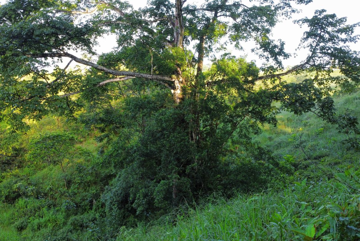 EXCEPTIONAL PROPERTY IN LA LINDA DE GENERAL VIEJO – A DEVELOPER’S DREAM WITH NATURAL SPLENDOR AND PRIME LOCATION – 25 acres