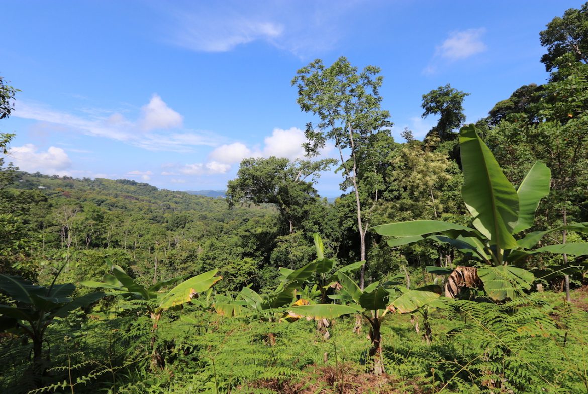 BREATHTAKING MOUNTAIN, JUNGLE, VALLEY, AND OCEAN VIEWS FARM – 22.46 ACRES
