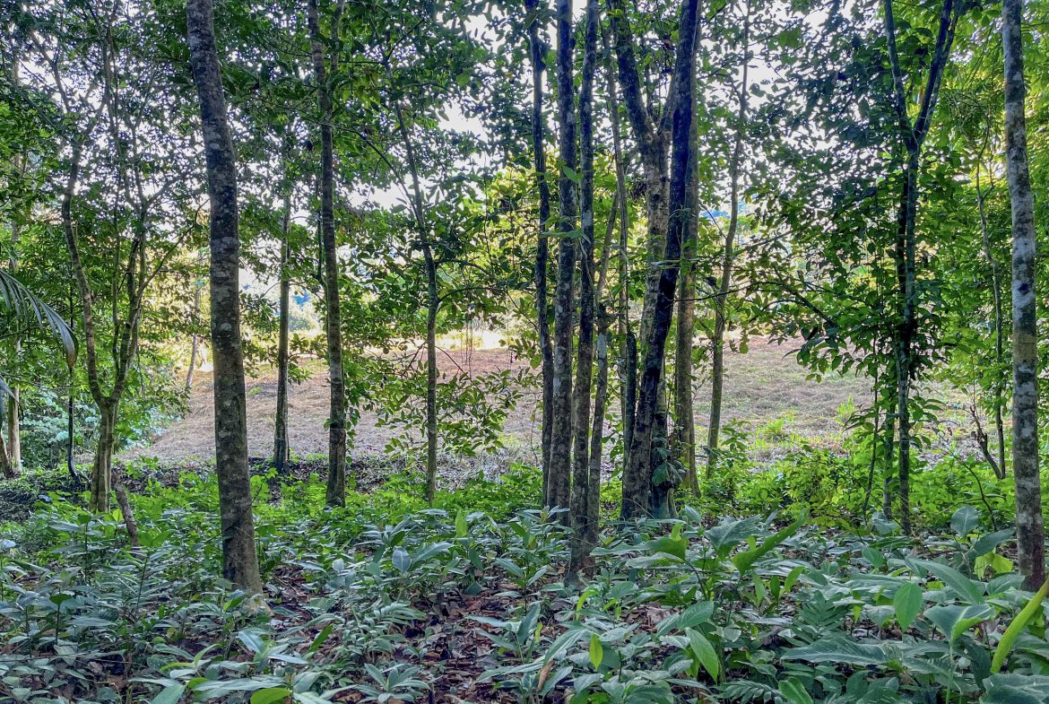EXCEPTIONAL MOUNTAIN VIEW LOT READY TO BUILD – PRIME OPPORTUNITY NEAR DOMINICAL – 7 ACRES