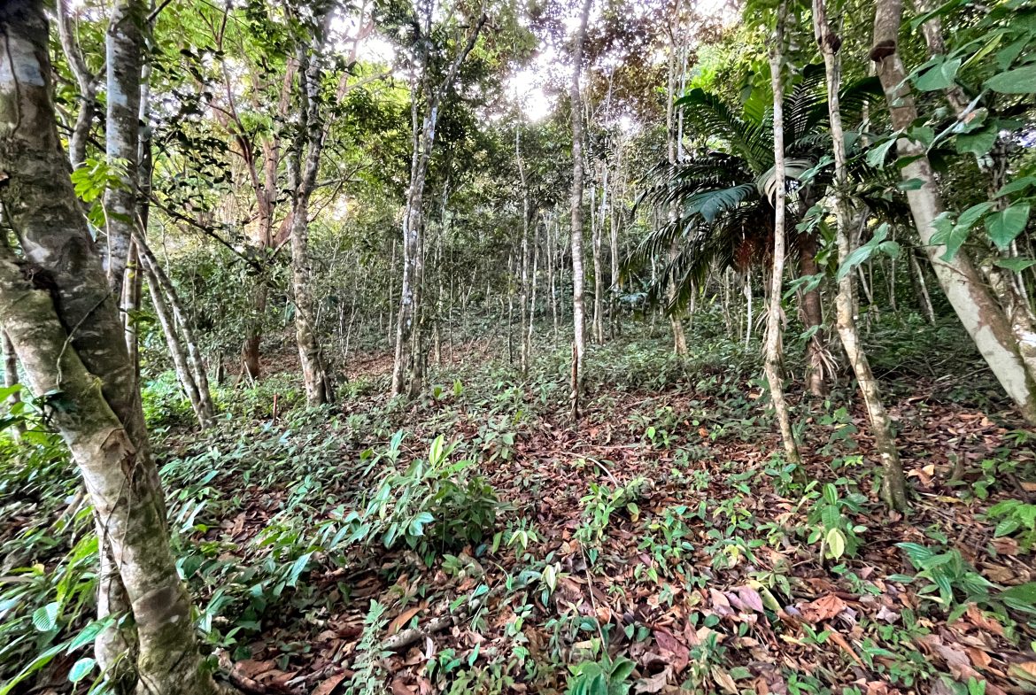 EXCEPTIONAL MOUNTAIN VIEW LOT READY TO BUILD – PRIME OPPORTUNITY NEAR DOMINICAL – 7 ACRES