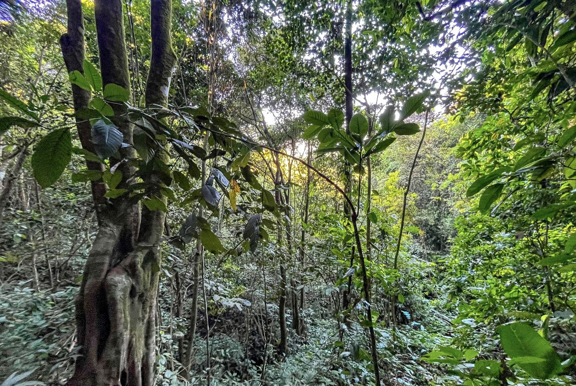 EXCEPTIONAL MOUNTAIN VIEW LOT READY TO BUILD – PRIME OPPORTUNITY NEAR DOMINICAL – 7 ACRES