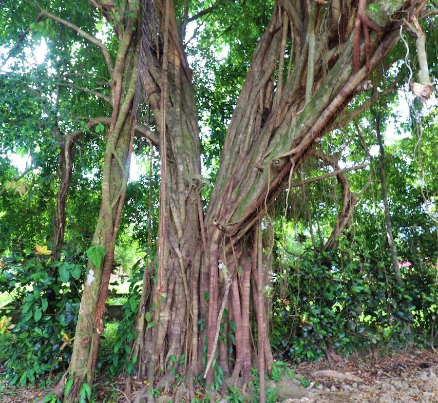 COMMERCIAL AND RESIDENCIAL LOT WALKING DISTANCE TO THE BEACH – 1.23 ACRES