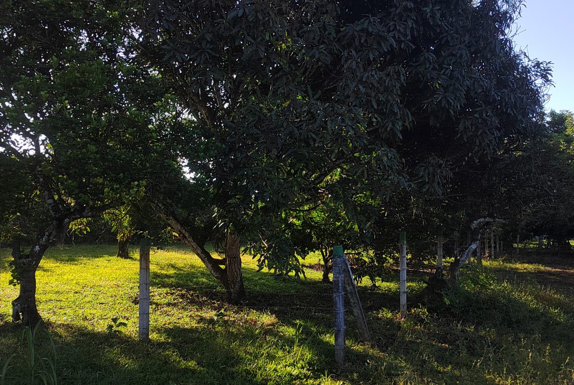 PRIME 1,100 M² LOT IN RESIDENCIAL LOS VIEJOS – FLAT, PRIVATE, AND READY TO BUILD