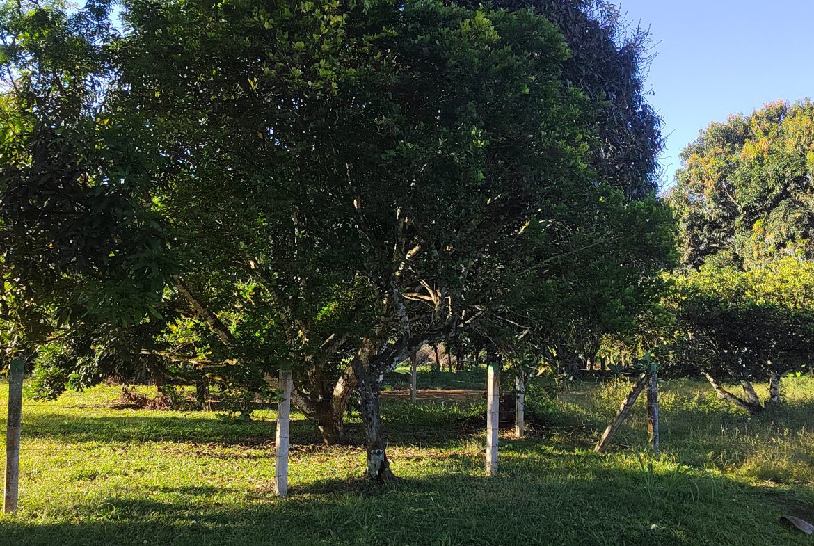 PRIME 1,100 M² LOT IN RESIDENCIAL LOS VIEJOS – FLAT, PRIVATE, AND READY TO BUILD