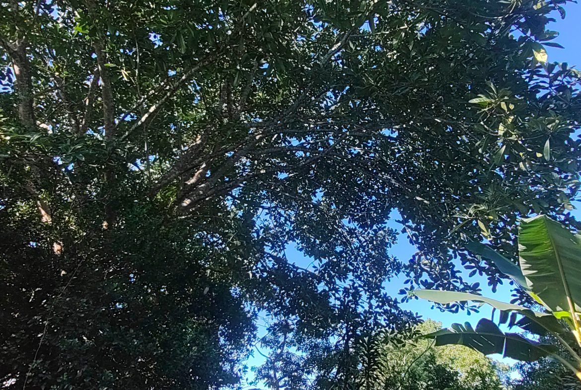 PRIME 1,100 M² LOT IN RESIDENCIAL LOS VIEJOS – FLAT, PRIVATE, AND READY TO BUILD