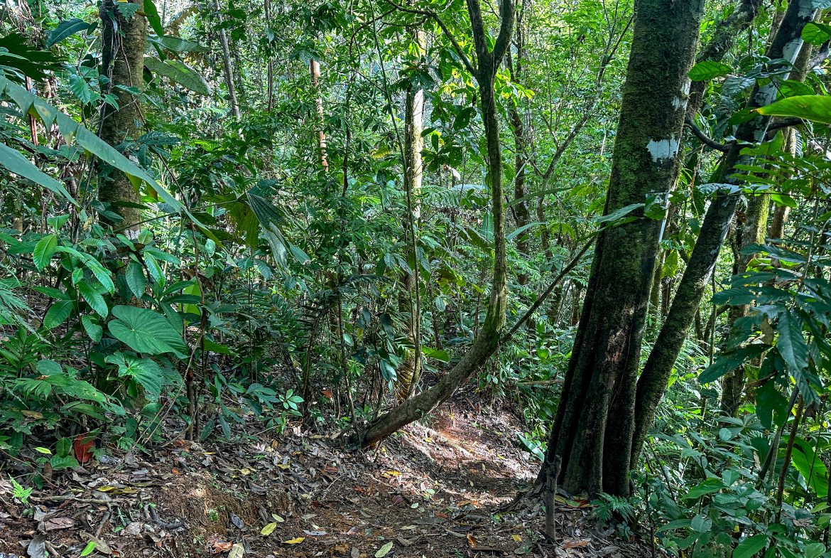 A RARE MOUNTAIN RETREAT WITH BUILDING SITES  , NICE VIEWS AND RIVER – 4.3 ACRES