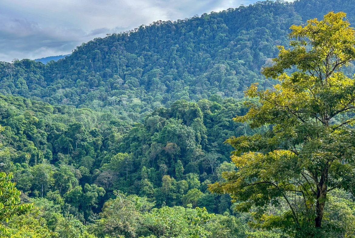 A RARE MOUNTAIN RETREAT WITH BUILDING SITES  , NICE VIEWS AND RIVER – 4.3 ACRES