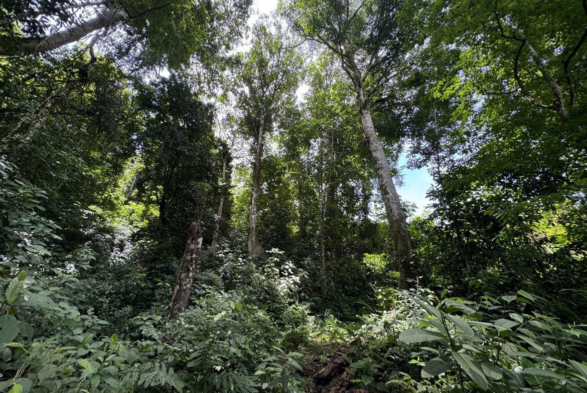 OCEAN & MOUNTAIN VIEW ESTATE WITH RIVER,CREEK, JUNGLE, PASTURE, AND DEVELOPMENT POTENTIAL NEAR DOMINICAL BEACH – 164.8-ACRE