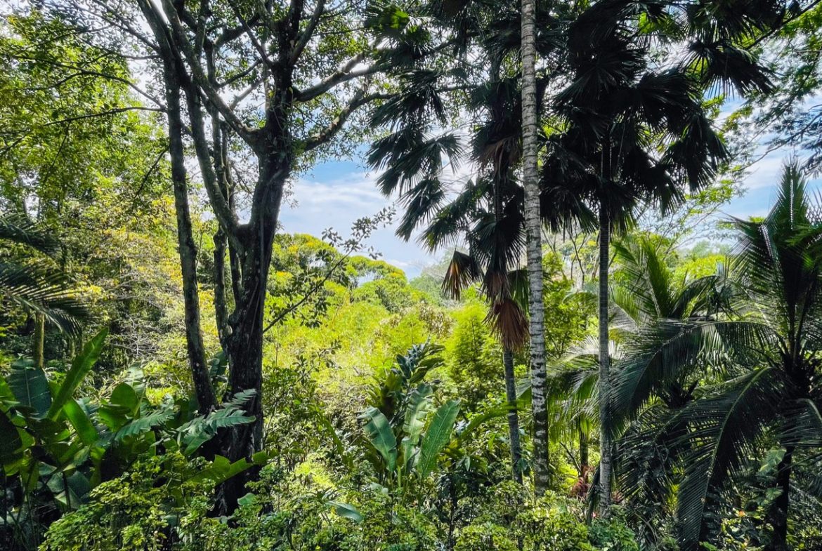JUNGLE VIEW 2 BEDROOM HOME IN DOMINICAL