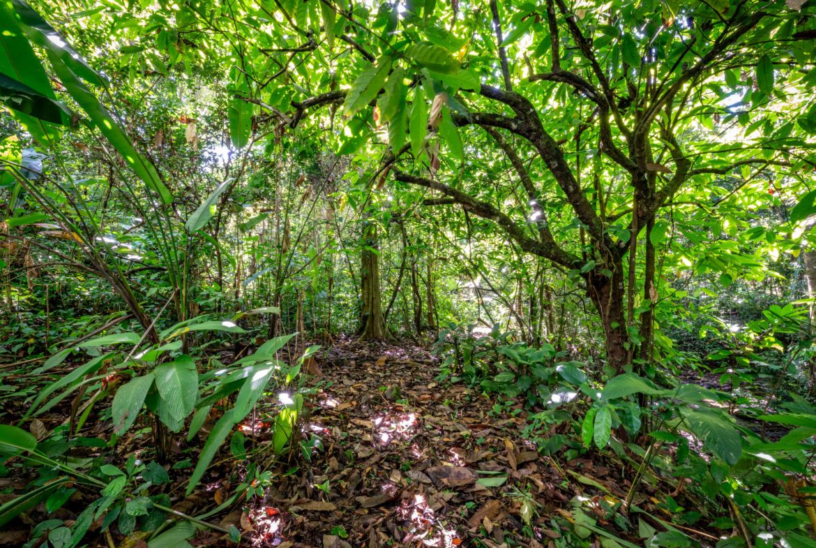 2 SIDE BY SIDE JUNGLE LOTS IN DESIDED PLAYA HERMOSA COMMUNITY – 2.5 ACRES