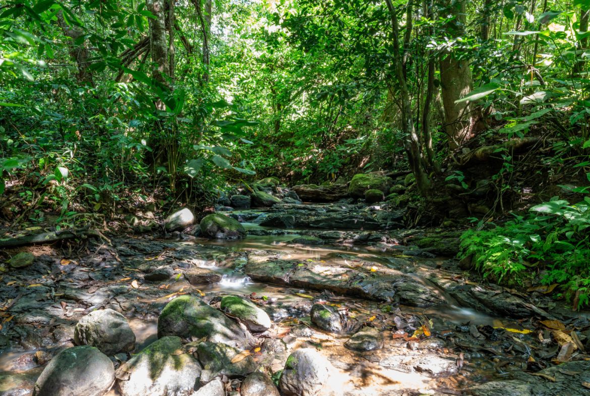 2 SIDE BY SIDE JUNGLE LOTS IN DESIDED PLAYA HERMOSA COMMUNITY – 2.5 ACRES