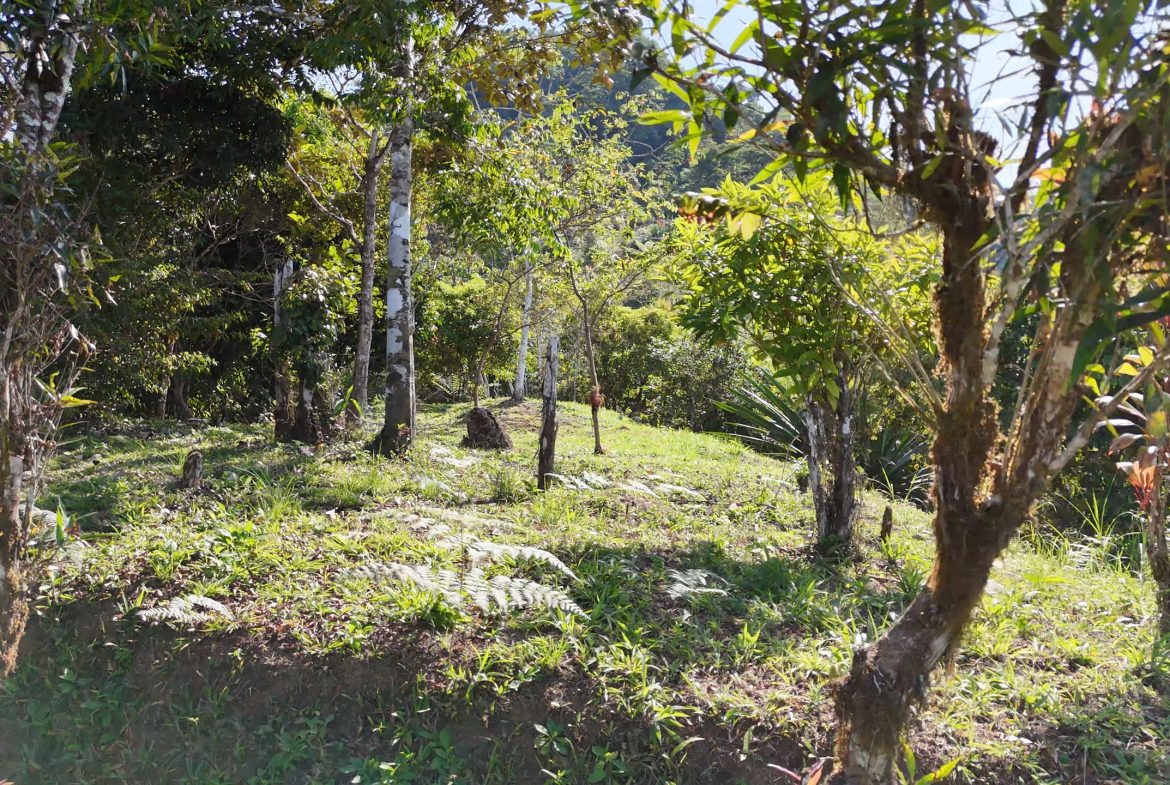 Fire Sale Under Market Value: Secluded Mountain Farm with Ocean Views – 19.28 acres