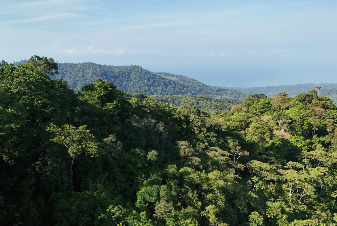 Fire Sale Under Market Value: Secluded Mountain Farm with Ocean Views – 19.28 acres