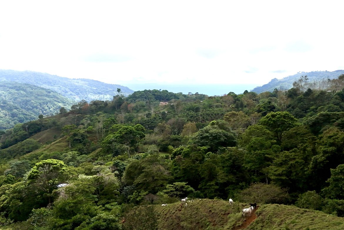 NATURAL PARADISE IN MORETE, UVITA – 17.2 ACRES WITH OCEAN & MOUNTAIN VIEWS