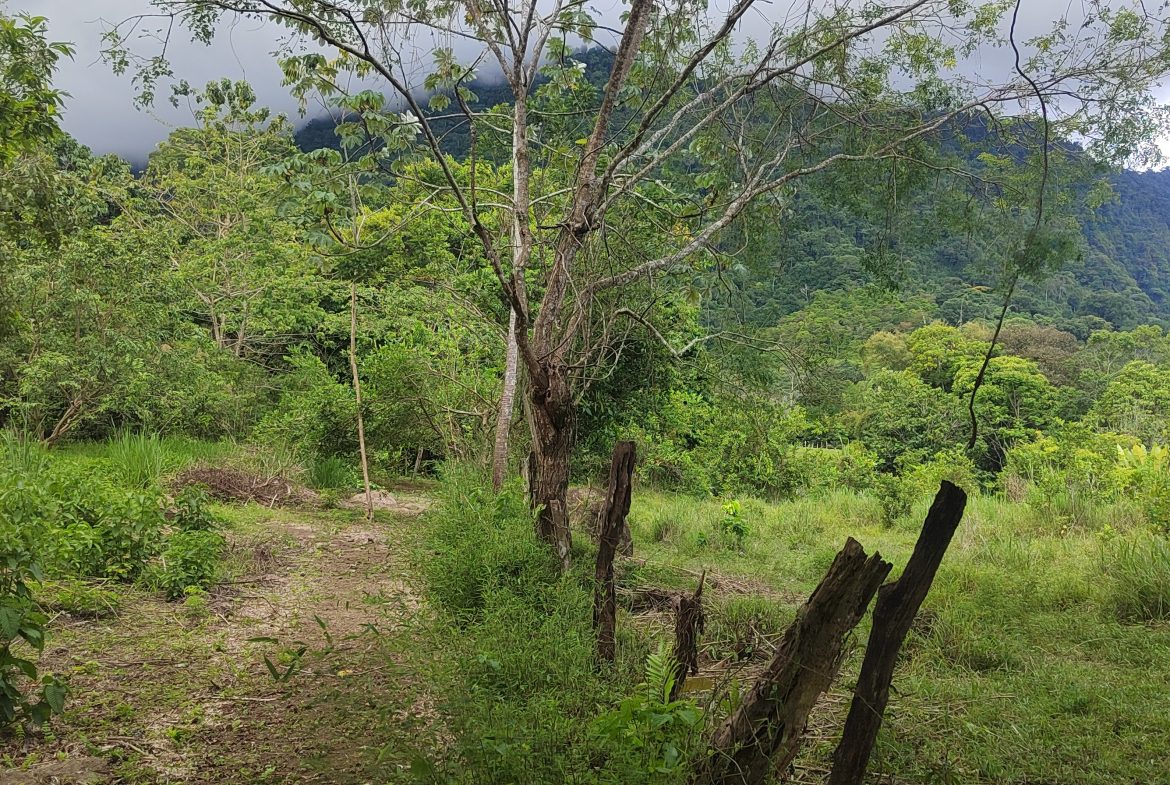 ABSOLUTELY FLAT JUNGLE LOT WITH MOUNTAIN VIEWS – DIAMANTE VALLEY – 2.48 ACRES