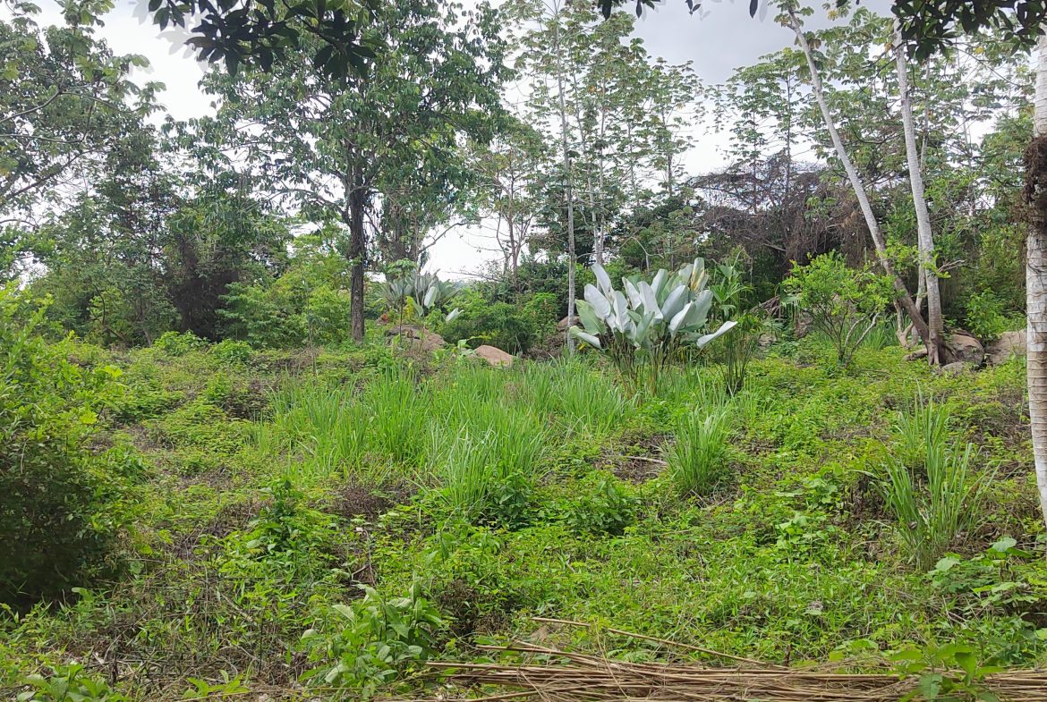 ABSOLUTELY FLAT JUNGLE LOT WITH MOUNTAIN VIEWS – DIAMANTE VALLEY – 2.48 ACRES