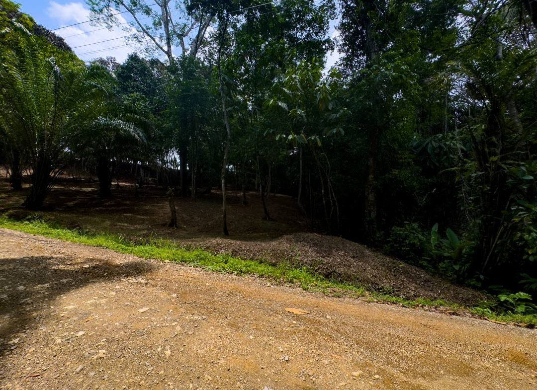 PROPERTY IN OJOCHAL WITH JUNGLE – 2.35 ACRES