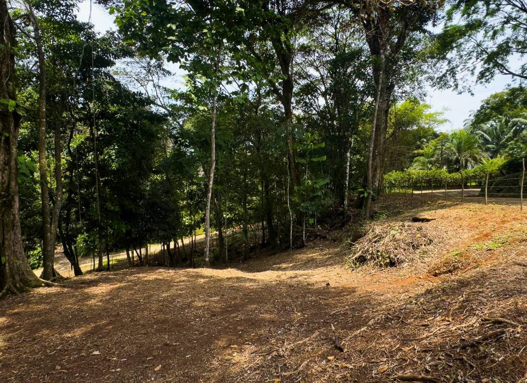 PROPERTY IN OJOCHAL WITH JUNGLE – 2.35 ACRES